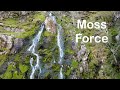 Moss Force &amp; Sunset - Landscape Photography