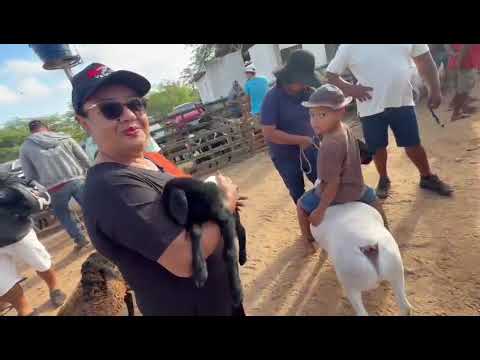 TODAY 09/13/26 BIG GOAT AND SHEEP FAIR HERE AT VILA FOLHA MIUDA ALAGOAS COME CHECK IT OUT
