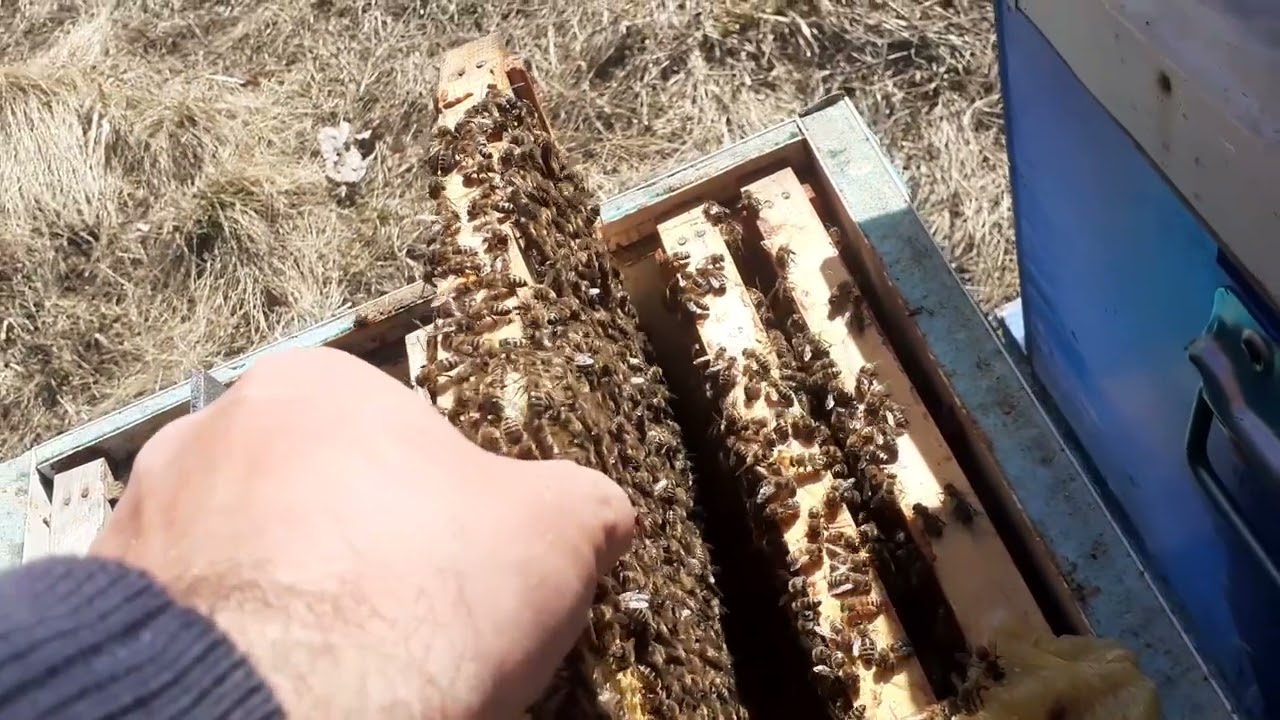 Albine.  Lucrari in martie la albinute.