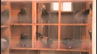 Niñera S.o.s. Nanny 911