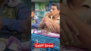 galiff street pet market | dog market Kolkata #shroud #dog #petmarket #galiffstreet
