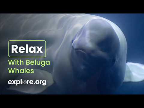 Swim With The Belugas | Relaxing Music