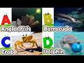 ABC Sea Animals song | Learn Alphabets | English and Animals for Kids | #anglerfish