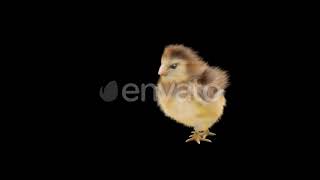 Baby Chicks Dancing HD | Motion Graphics - Envato elements
