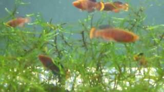 Killifish Notho Rachovii 98 Fry 5 Week Old Nano Tank