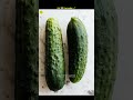 Why Are Cats Afraid Of Cucumber