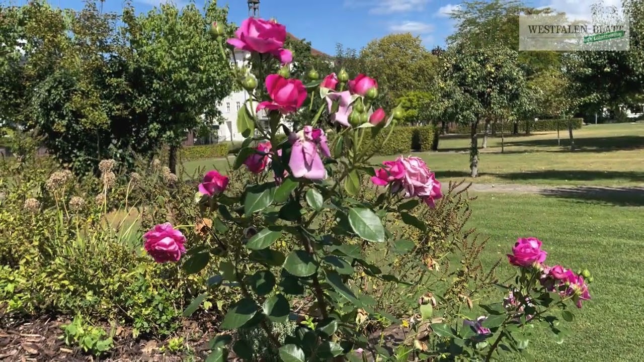 Paderborner Gartengeschichten (4):  Leo Campus Paderborn