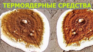 Серпула плачущая, белый домовой грибок, сверхмощные методы борьбы.