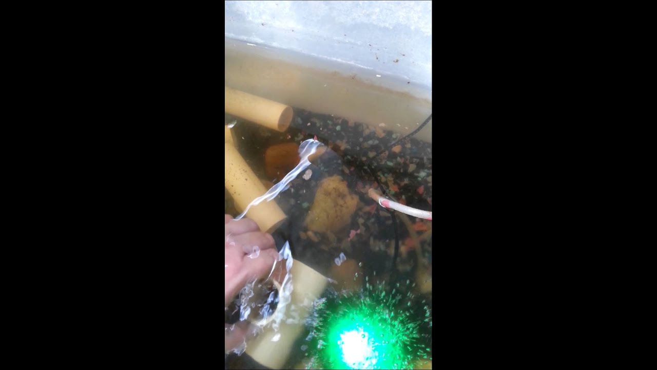 Start of crawfish farm