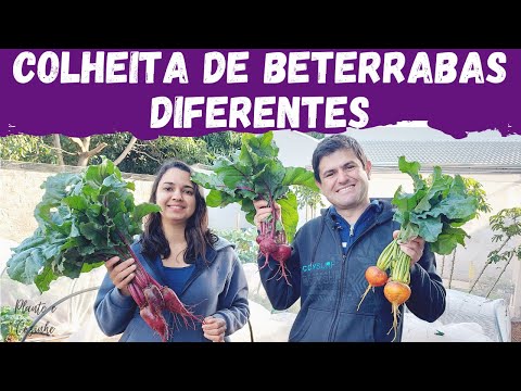 Vídeo: As melhores variedades de beterraba