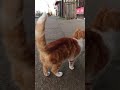 Excelente Servicio (Gatuno) en #LosMuermos