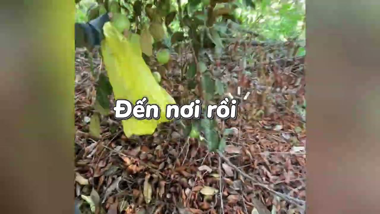 1 ngày làm vườn nhé!!!#chill #xh 