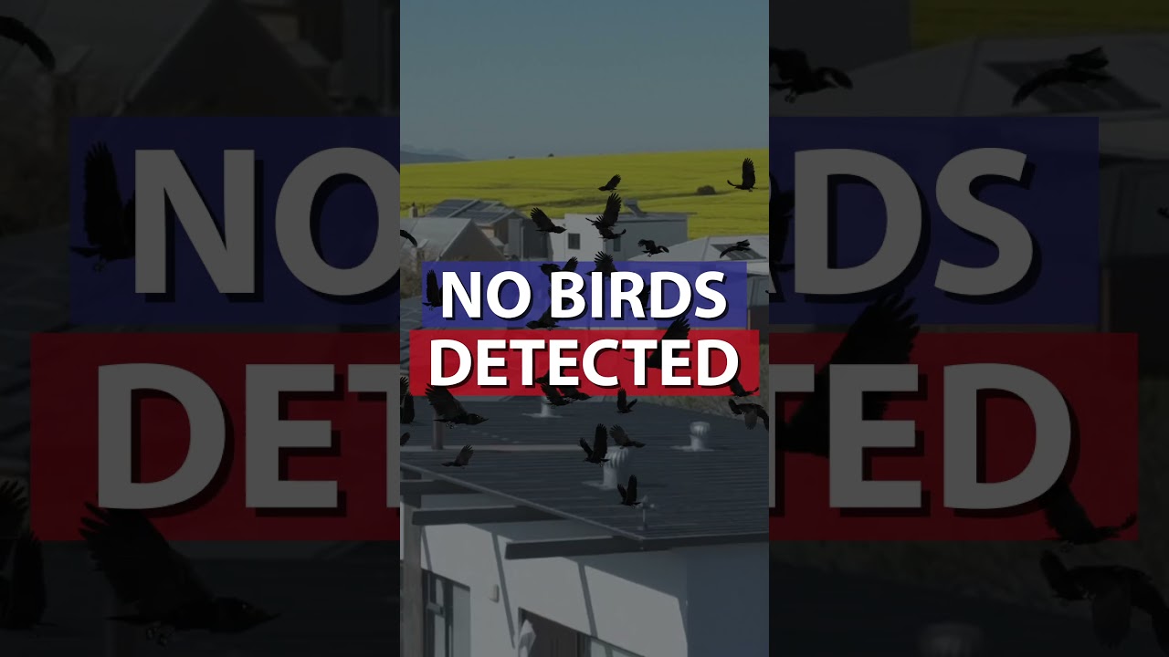 Say goodbye to pesky birds—the Eggstreme way