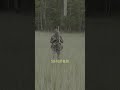 Are Turkeys The Dumbest Trophy Animal?