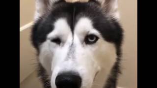 Husky creeping up the stairs to Jaws theme