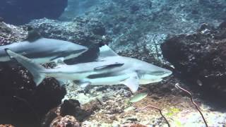 Open Water Diver -The Dive Ao Nang - Koh Phi Phi - Thailand 2014