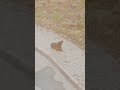 Собака воет под окном #животные #собака #собакавоет