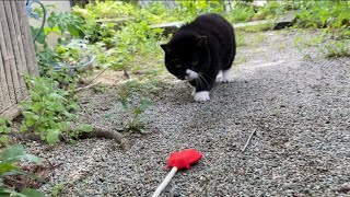 子熊のような猫がぽてぽて歩きでおもちゃを追いかける。