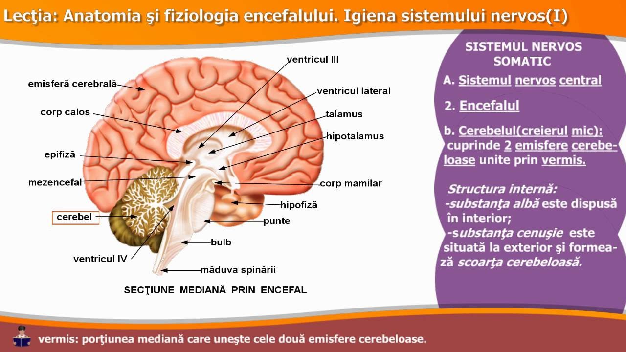 Anatomia și Fiziologia Encefalului Igiena Sistemului Nervos I