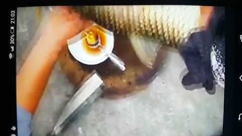 cắt tiết canh cá