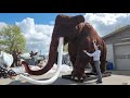 MK Illumination Danmark medarbejder klapper en mammut