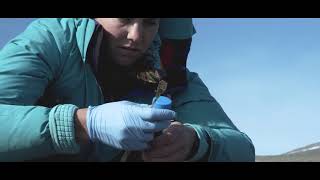 Baffin Island  2017 Field Season