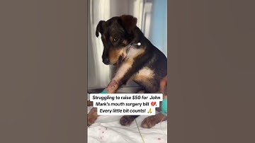 Please consider donating for John via PayPal link in bio 🙏 #DogRescue #AdoptDontShop #AnimalLovers