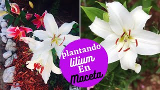 Complicado Pef extraño COMO plantar BULBOS de LILIUM en MACETA tambien llamados LIRIOS/AZUCENAS/LILIES  - YouTube