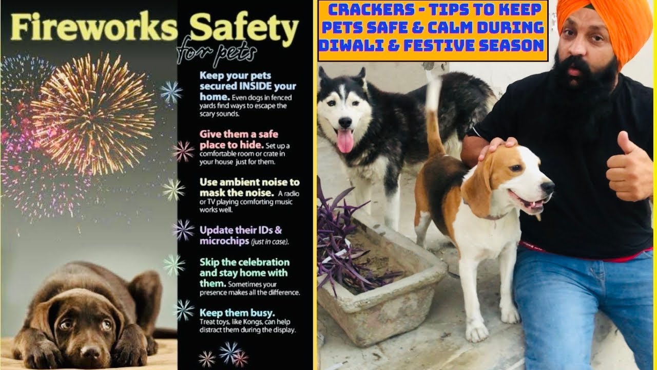 Crackers - Tips to keep Pets Safe & Calm During Diwali & Festive Season  314th live Show bhola shola. - YouTube