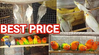 Love birds /cocktail bird // java bird / fancy kobutor / diamond dave // stock available best price