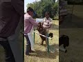 Nimbkar Goat Farm : Artificial Insemination in Goats : Intro