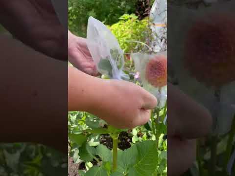 Video: Dahlia-wortelknobbela altjesschade: bestrijding van wortelknobbela altjes in dahlia's