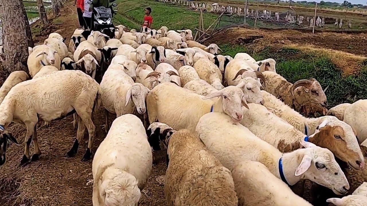 LAGU POPULER ANAK KAMBING SAYA - YouTube