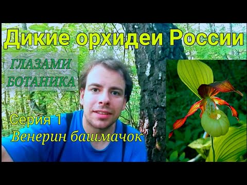 Дикие орхидеи России — Серия 1 — Венерин башмачок настоящий (Cypripedium calceolus)