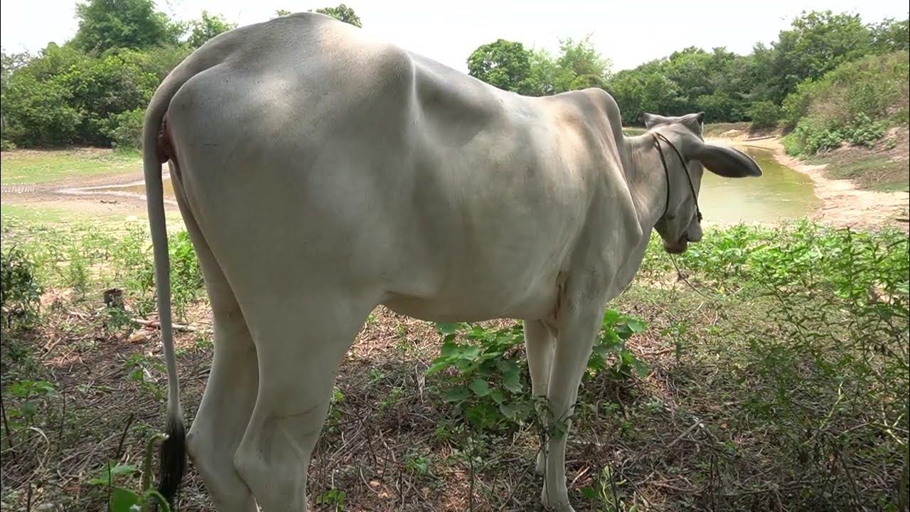Pblv Ep 2585 cow, cattle, domestic cattle, ep 2585 - YouTube