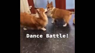 Corgi dance battle #cute #dog #funny #funnyshorts #beats #corgi