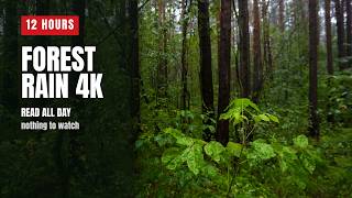 LIVE Β· Torrential Rain on the Undergrowth for Homework | 12 Hours
