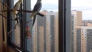 Кореллы на свободе вне клетки. Попугаи корелла Рича и Кеша на балконе (две самки). Кореллы на свободе вне клетки. Попугаи корелла Рича и Кеша на балконе (две самки).