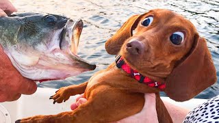 Funny Cats & Dogs That Will Make You Laugh All Day | Cool Pets