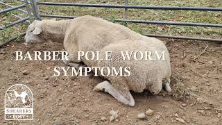 4 Classic Signs that Barbers Pole Worm is attacking your sheep from the inside out!