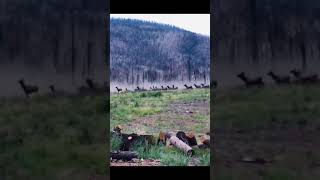 Elk Herd Stampede!!