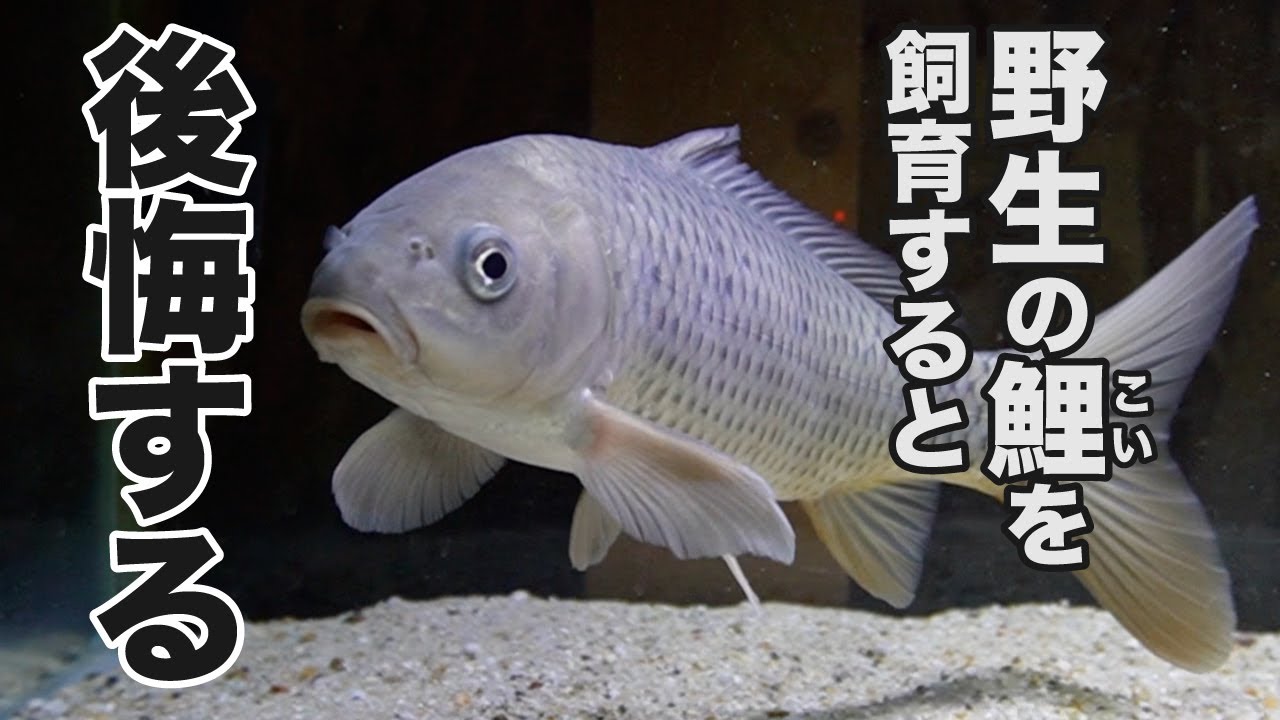 野生の外来鯉を稚魚から育てて4年… - YouTube