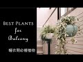 曬衣間必種植物 | 陽台植物推薦 | 觀葉植物照顧技巧 | Best plants for balcony