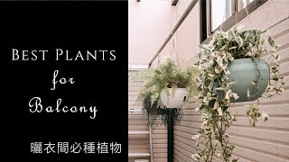 曬衣間必種植物 | 陽台植物推薦 | 觀葉植物照顧技巧 | Best plants for balcony