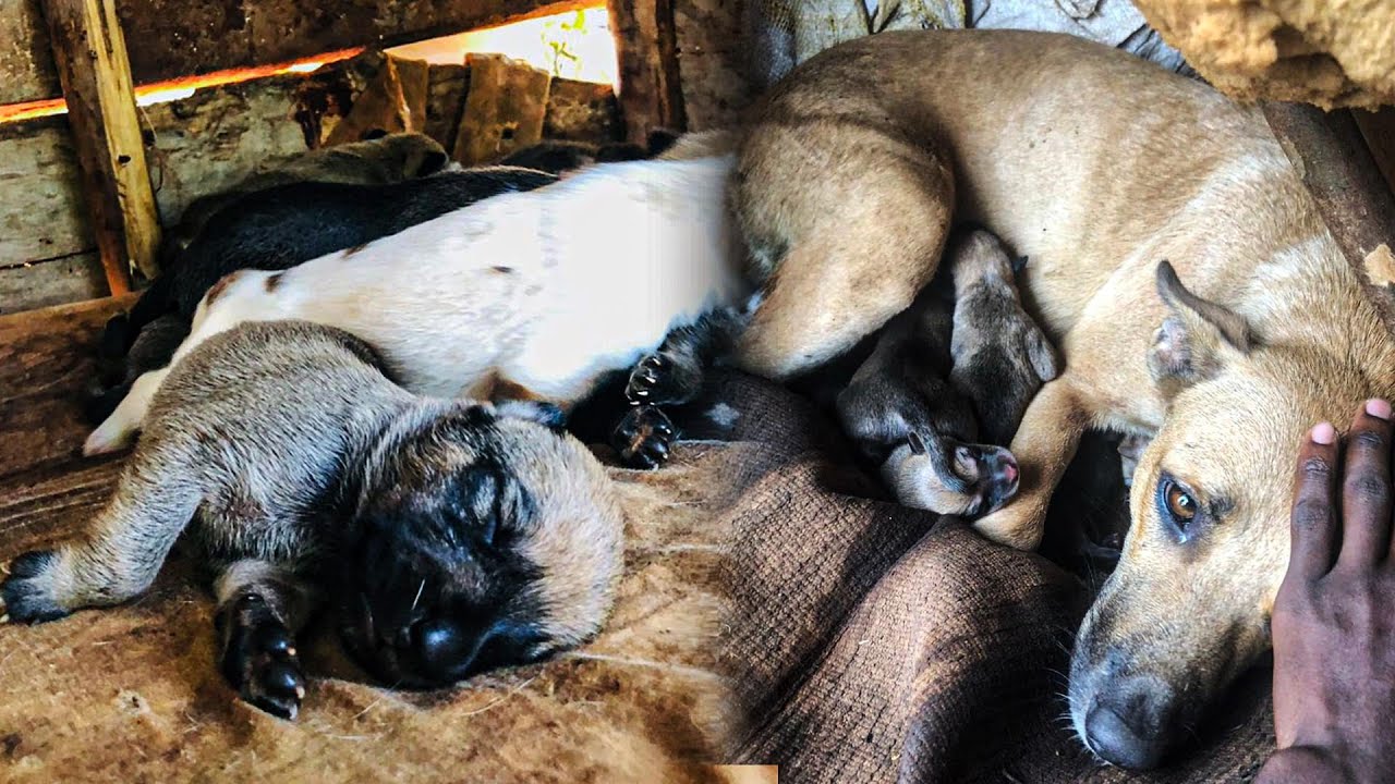 Rescued Pregnant Dog Gives Birth To Lovely Puppies - YouTube