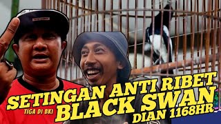 Anti Ribet Kacer Istimewa - Cara Merawat Kacer Black Swan - Kacer Juara