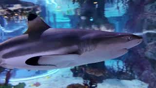 Busan Korea Travel Vlog [4K] Exploring the Wonders of Busan Aquarium: Shark Feeding & Marine Marvels