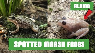 Spotted Marsh Frog Update!!