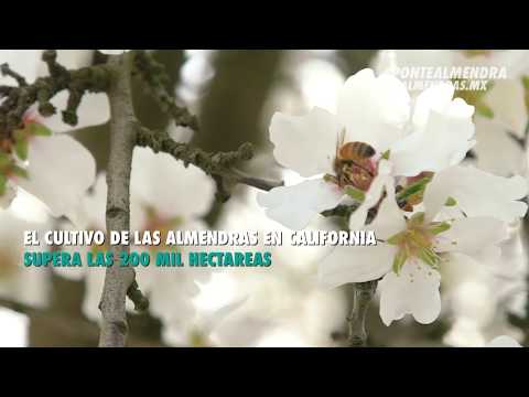 Modesto California, paraíso de los almendros