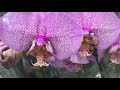 Обзор орхидей в Бауцентре 1 Марта 2020 г. Манхеттен, Фантом, Пират Пикоти и тд и тп ))))